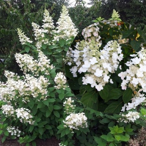 Hydrangea paniculata 'Pee Wee' - Aedhortensia 'Pee Wee' C10/10L